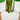 5’ Traveler's Palm Artificial Tree in Tall White Planter