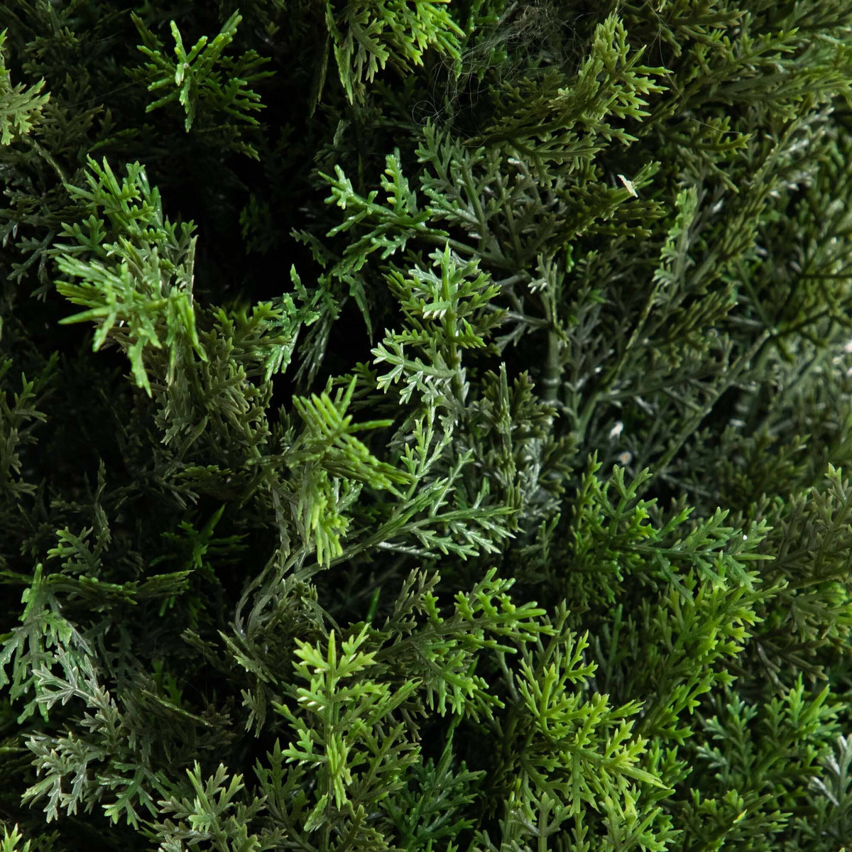 Cedar Trees – Nearly Natural