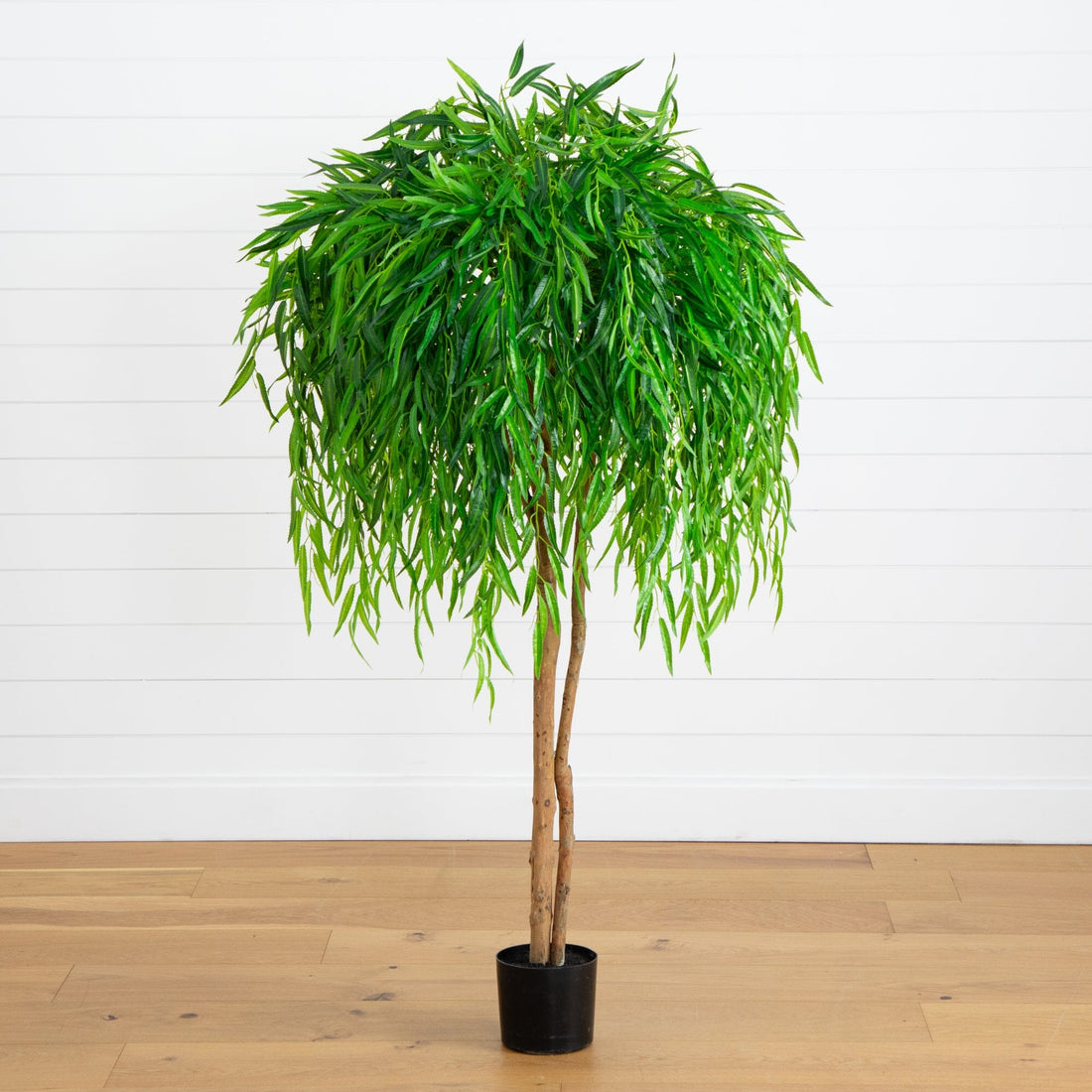 pictures of dracaena plants Dracaena Dragon Tree Bicolor, Tree Form main image 1