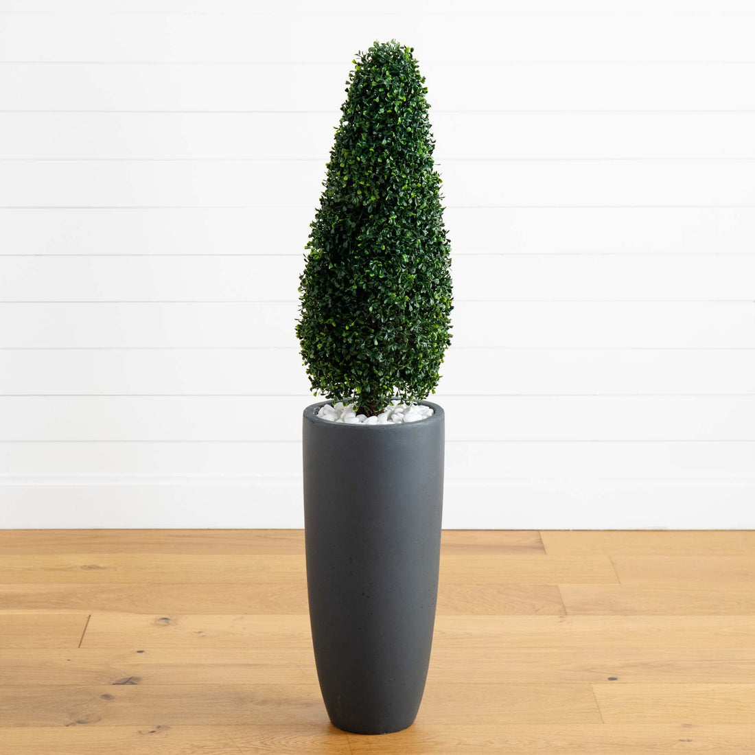 where can i get aloe vera plant Aloe Vera Plant - 5 Gal main image 1