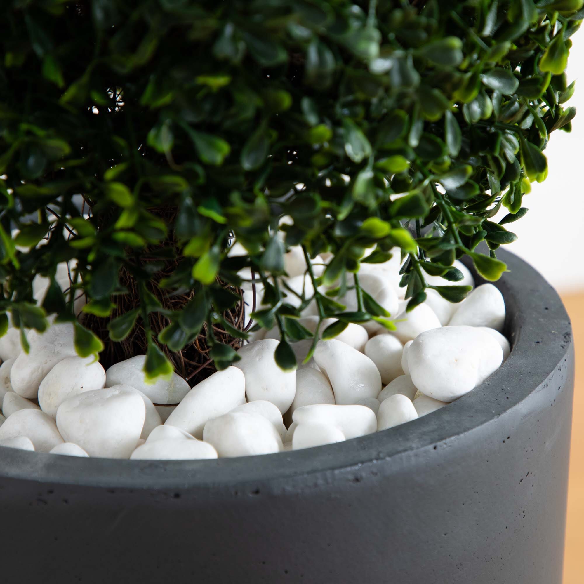 50” Boxwood Topiary with Gray Cylindrical Planter UV Resistant