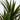 50” Yucca Artificial Tree in Planter (Indoor/Outdoor)