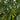 51” Bamboo Artificial Tree with Black Trunks UV Resistant (Indoor/Outdoor)