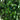 5.5' Eucalyptus Double Ball Topiary Silk Tree