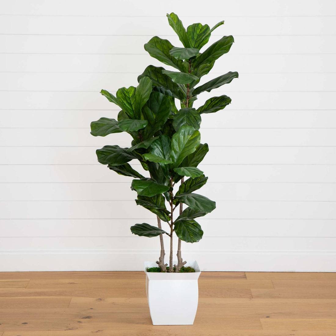 indoor planter for fiddle leaf fig 5.5' Fiddle Leaf Artificial Tree in White Metal Planter UV Resistant (Indoor/Outdoor)