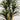 5.5’ Giant Yucca Artificial Tree UV Resistant