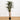 5.5’ Giant Yucca Artificial Tree UV Resistant