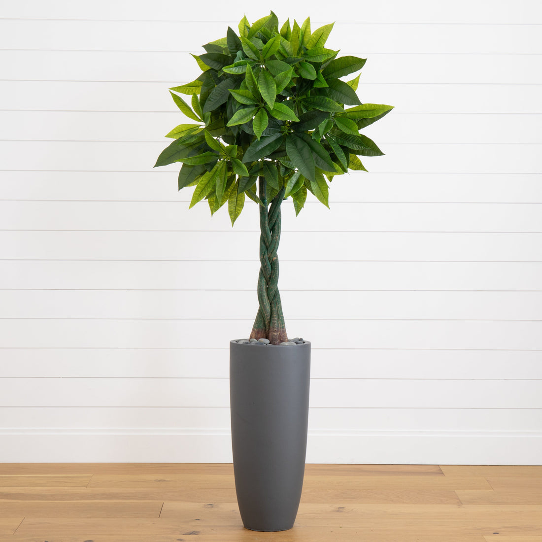 6' Money Artificial Tree in Gray Cylinder Planter (Real Touch)