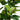 5.5’ Oak Artificial Tree UV Resistant (Indoor/Outdoor)