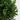 5.5’ Olive Topiary Artificial Tree UV Resistant (Indoor/Outdoor)