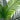 5.5’ Paradise Artificial Palm Tree in Sand Colored Planter