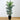 5.5’ Paradise Palm Artificial Tree in Square Planter