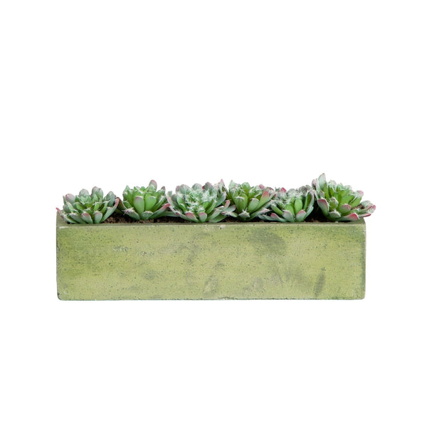 5.5” Succulent Garden with Textured Concrete Planter