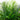 58” Robellini Palm Artificial Tree