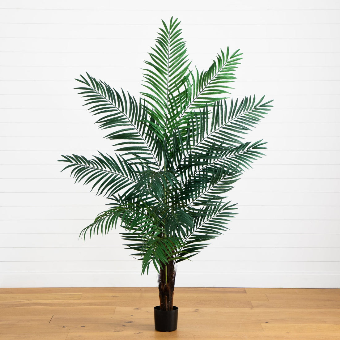 areca palm 6ft 6’ Areca Palm Tree