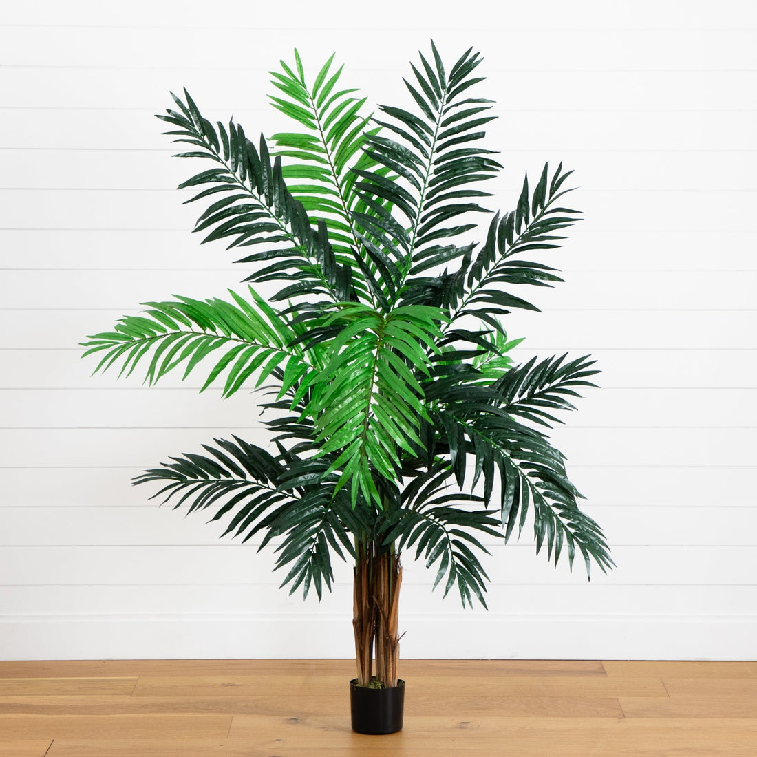 amazon areca palm 6' Areca Palm Tree