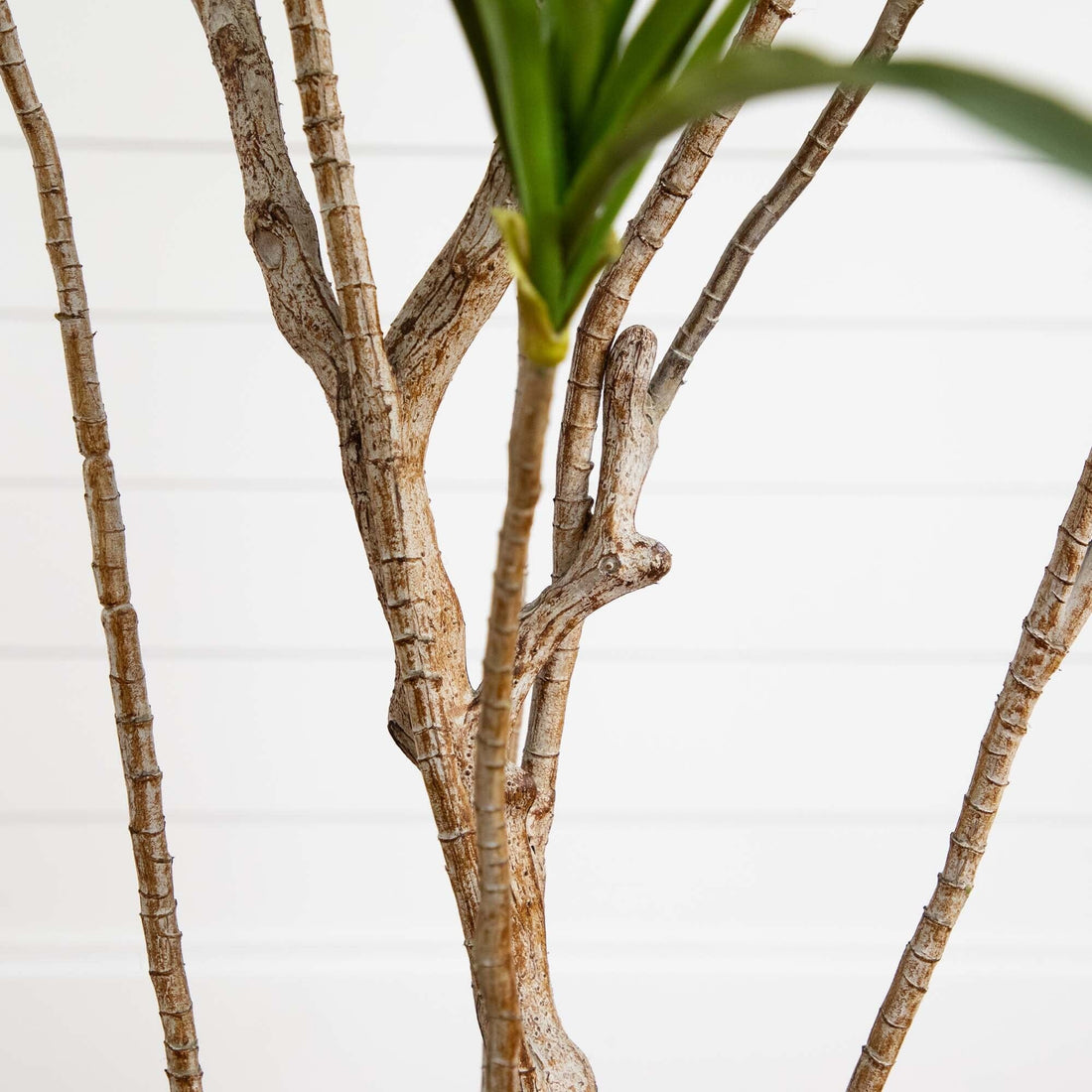 dracaena branching 6' Artificial Dracaena Tree