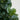 6’ Artificial Fiddle Leaf Fig Tree