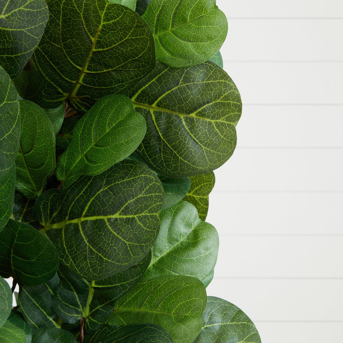6 foot fiddle leaf fig tree 6' Artificial Fiddle Leaf Fig Tree