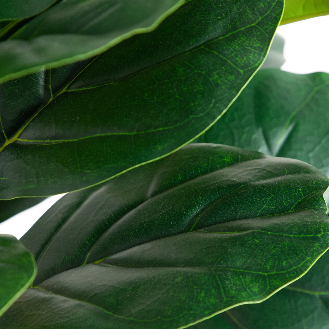 nearly natural 6 fiddle leaf fig tree 6' Artificial Fiddle Leaf Tree in Decorative White Planter