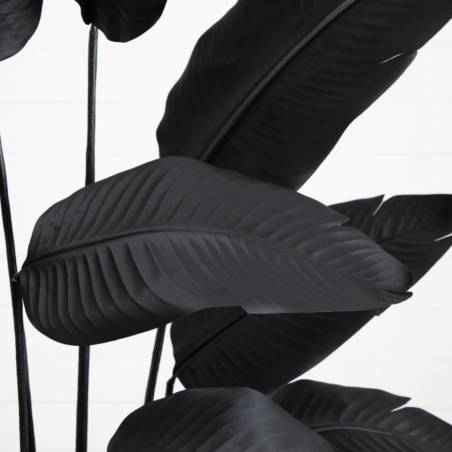 6' Artificial Halloween Black Travelers Palm Tree