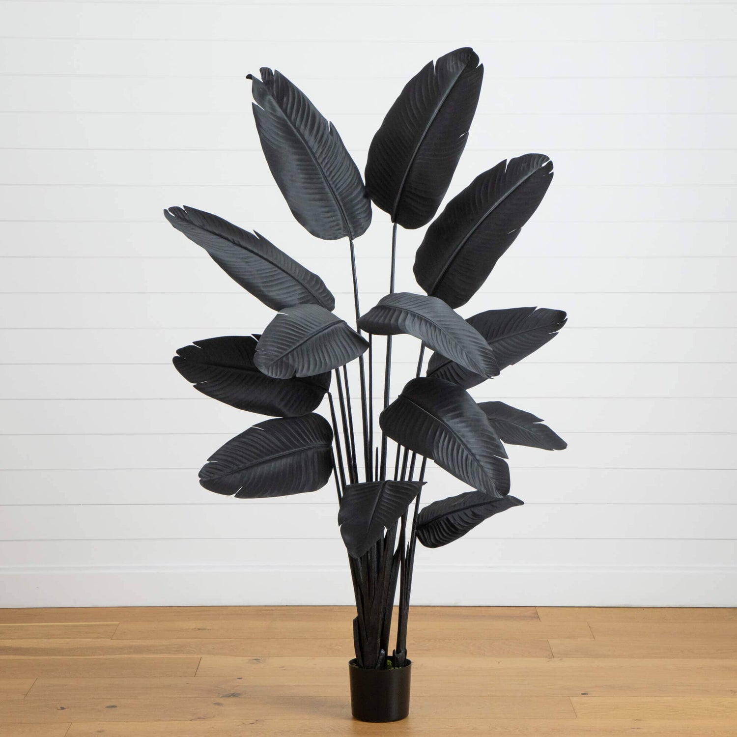 6' Artificial Halloween Black Travelers Palm Tree