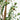 6’ Artificial Olive Tree with Natural Trunk
