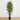 6’ Bamboo Silk Tree w/Planter
