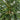 6' Bamboo Tree