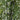 6' Black Bamboo Tree UV Resistant (Indoor/Outdoor)