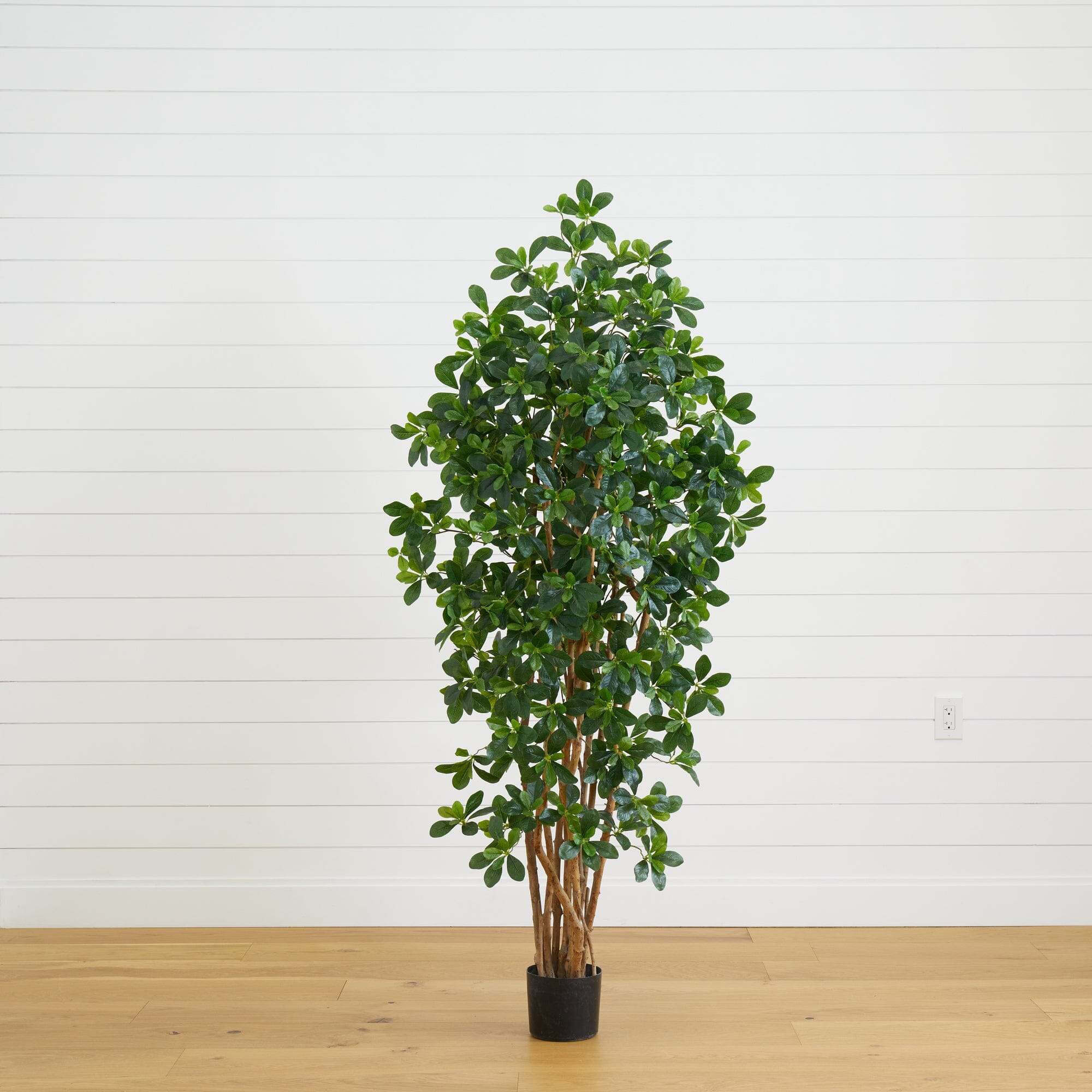 オリーブの木　373 6' Black Olive Silk Tree | Nearly Natural