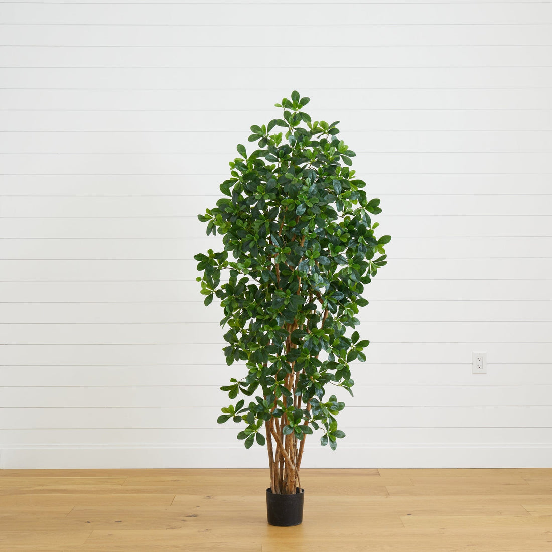 olive tree potted plant 6' Black Olive Silk Tree