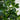 6’ Black Olive Silk Tree