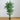 6’ Curvy Parlor Palm Silk Tree