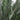 6’ Cycas Artificial Tree UV Resistant (Indoor/Outdoor)