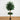 6' Double Ball Ficus Silk Tree