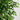 6’ Elegant Ficus Artificial Tree
