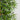 6'  Fancy Style Bamboo Silk Tree