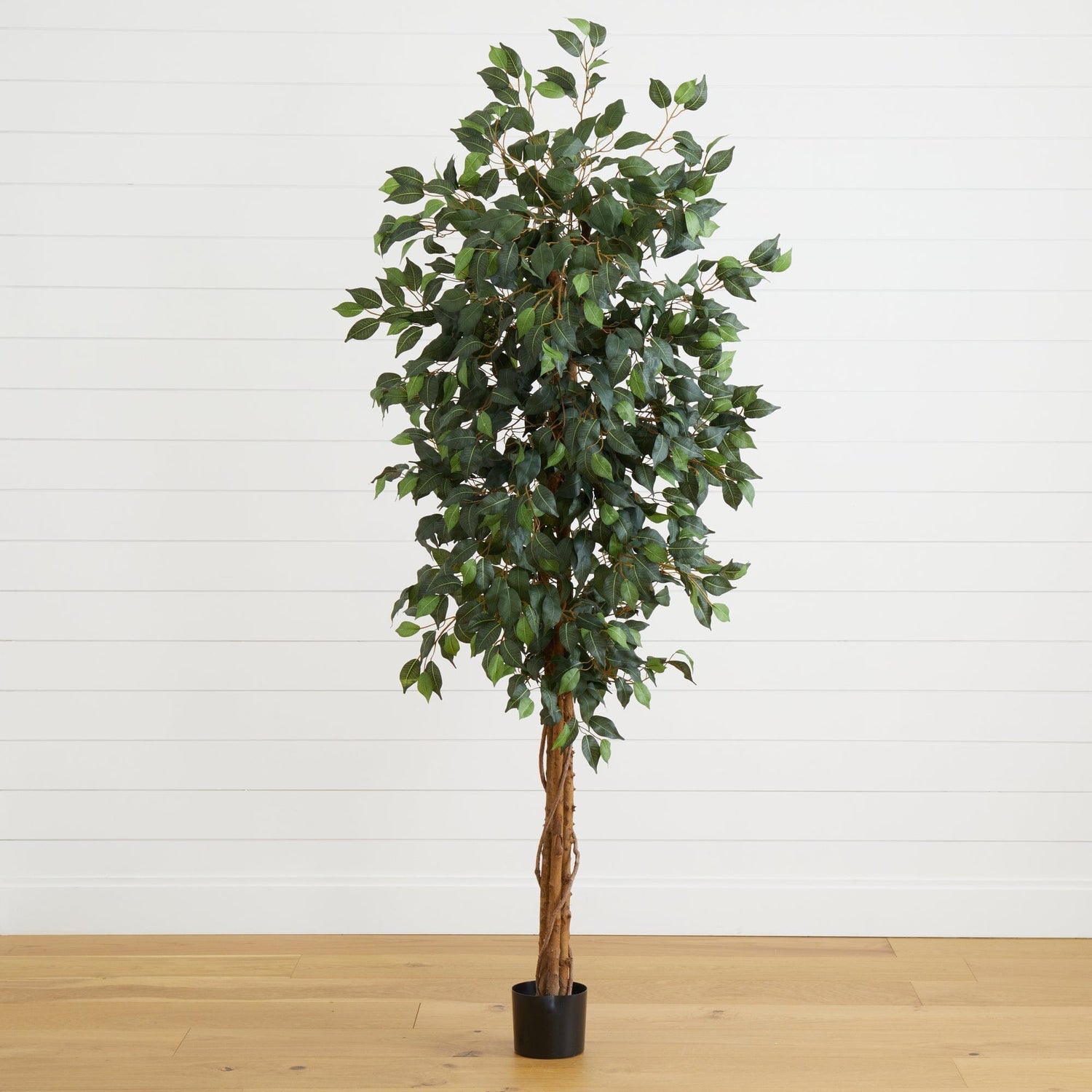 6' Ficus Silk Tree