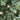 6' Ficus Silk Tree