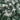 6' Flocked West Virginia Fir Artificial Christmas Tree