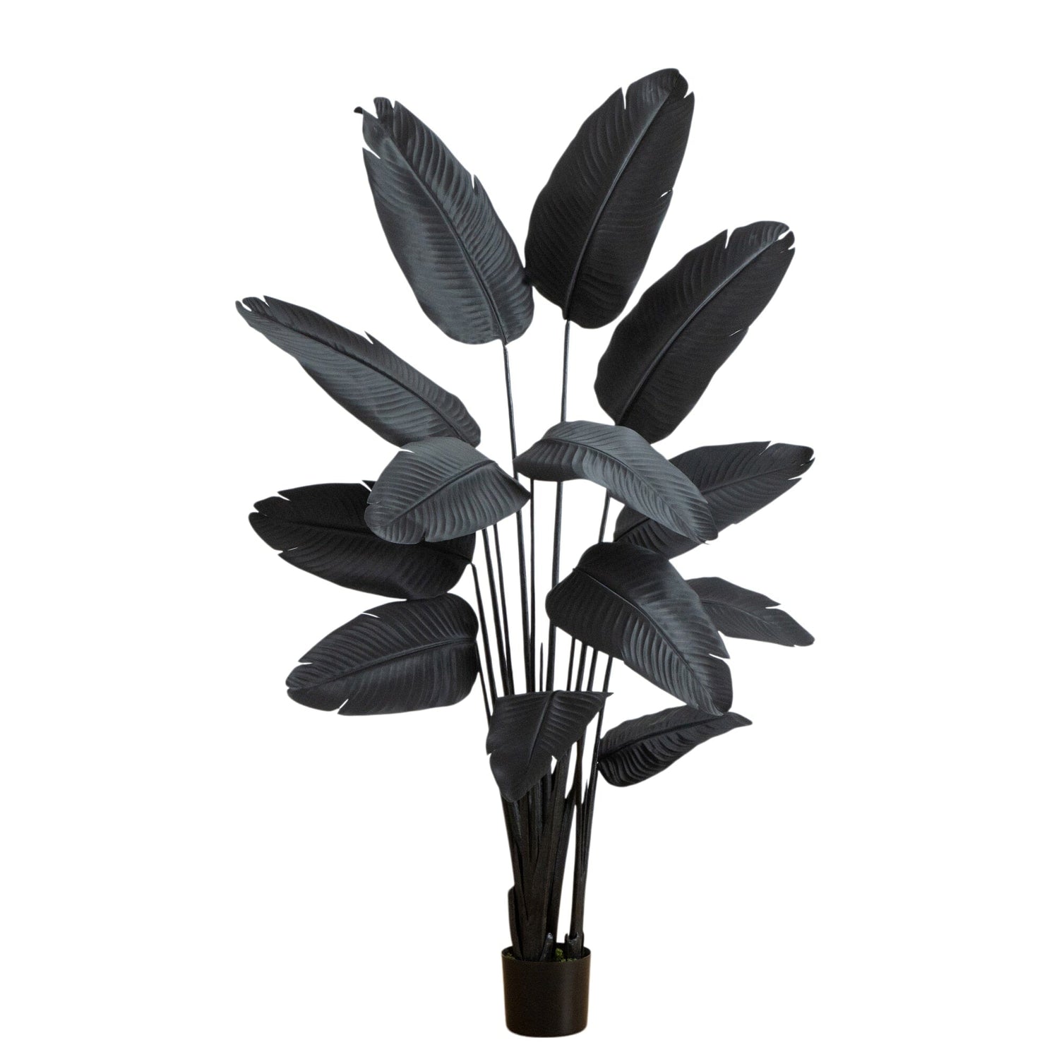 6' Artificial Halloween Black Travelers Palm Tree