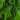 6' Artificial Real Touch Norfolk Island Pine Christmas Tree with Natural Look