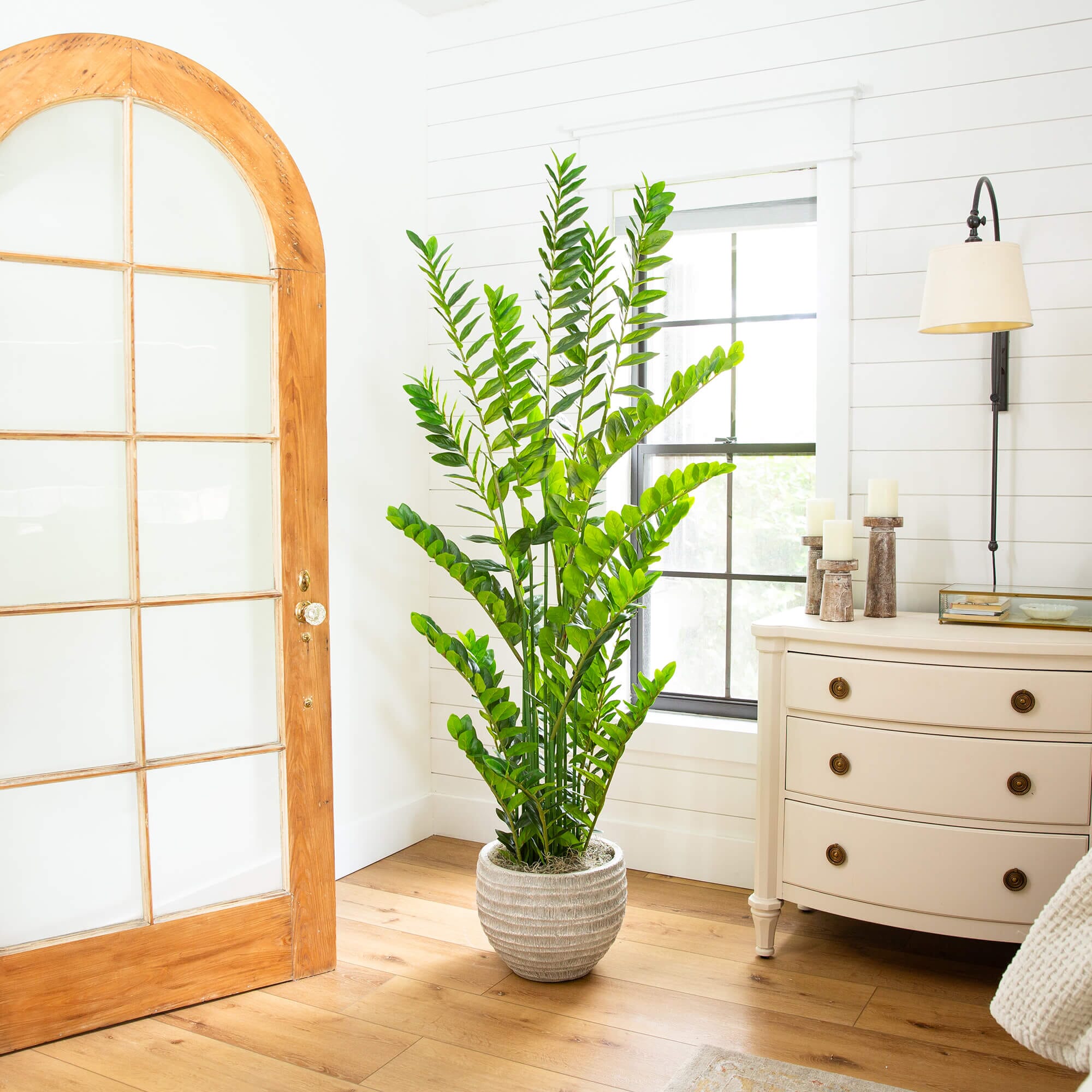 Silk Zamioculcas Plants | Fake Zamioculcas Plants | Nearly Natural