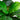 6' UV Resistant Artificial Bird Nest Fern Tree (Indoor/Outdoor)