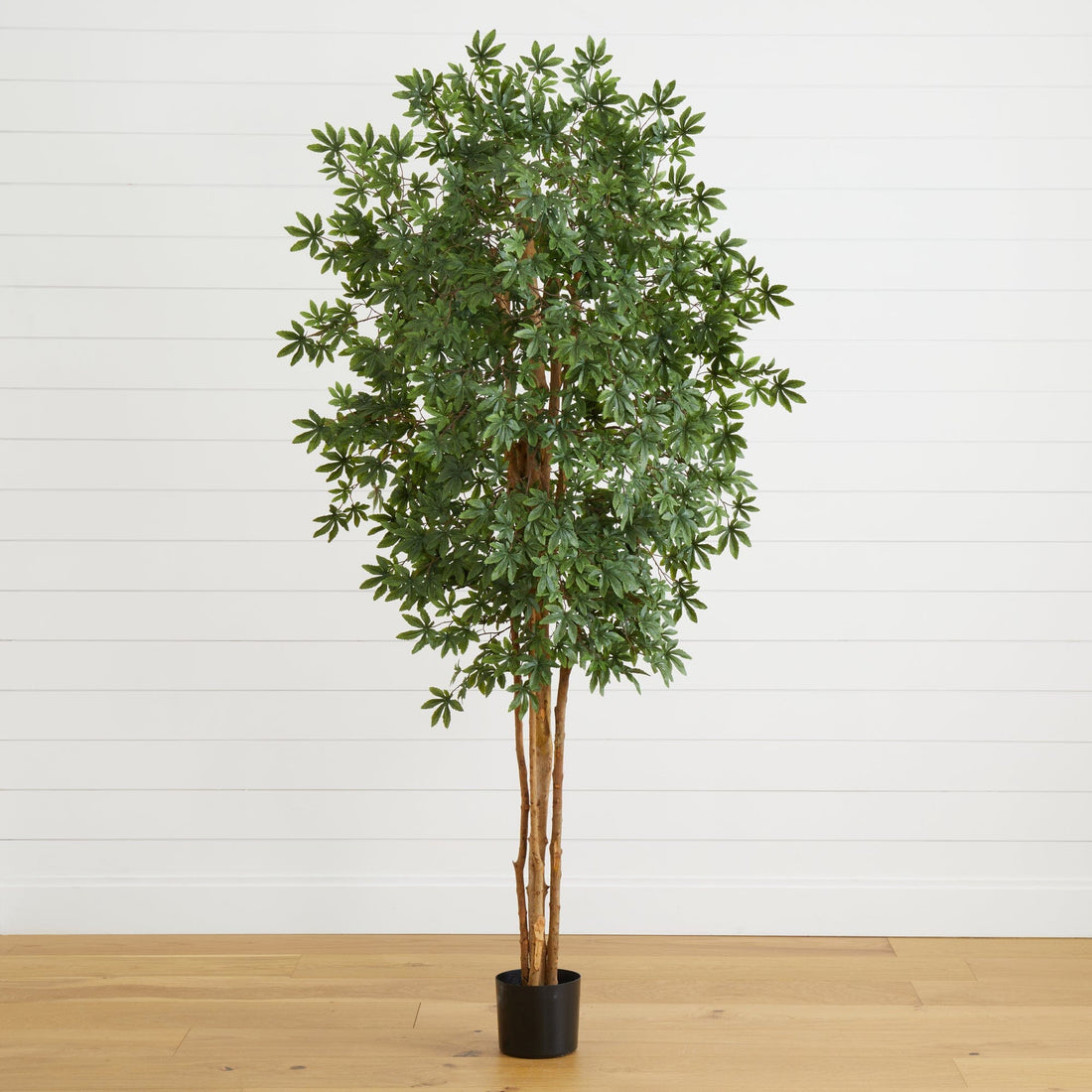japanese pot plants 6' Japanese Maple Silk Tree