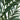 6’ Kentia Palm Tree