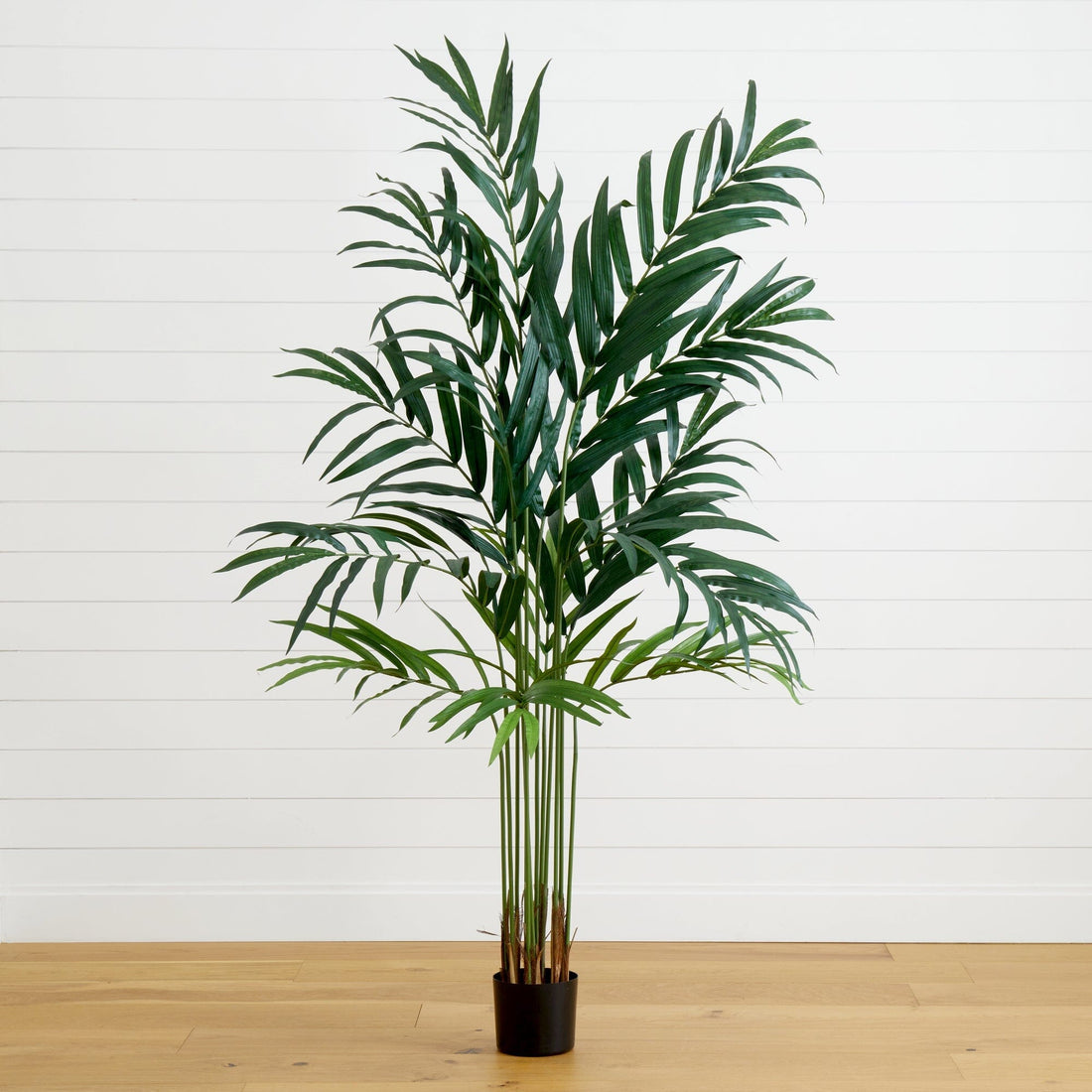 large palm plants 6' Kentia Palm Tree