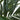 6' Kentia Silk Tree