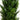 6' Mini Cedar Pine Tree (Indoor/Outdoor)